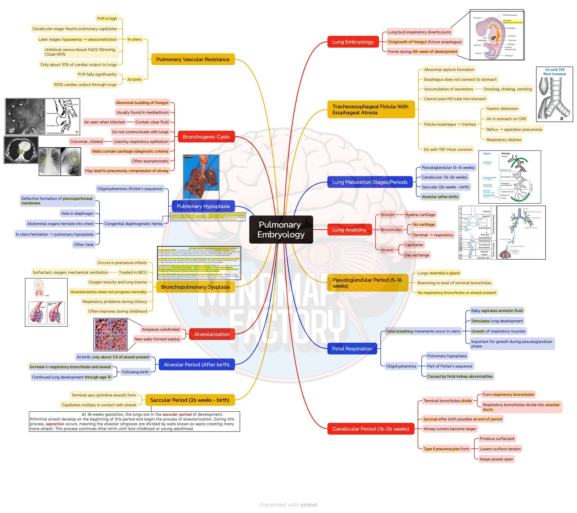 Integrated Respiratory System