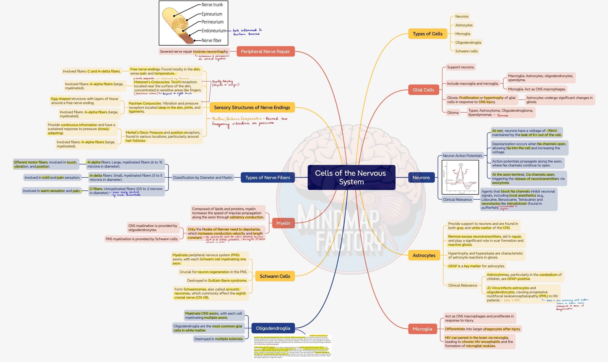 Mastermaps Integrated Neurology