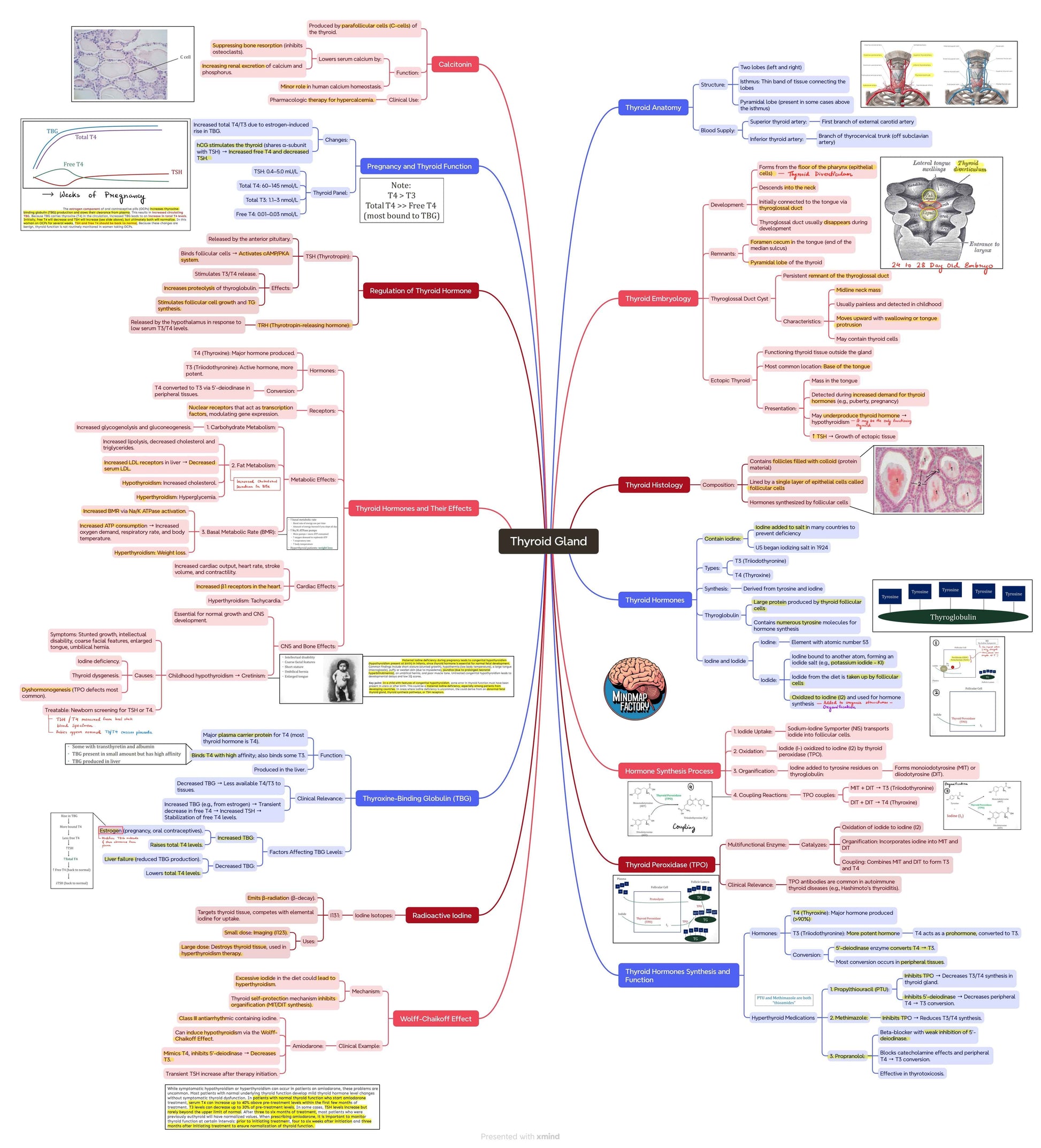 Mastermaps Integrated Endocrinology