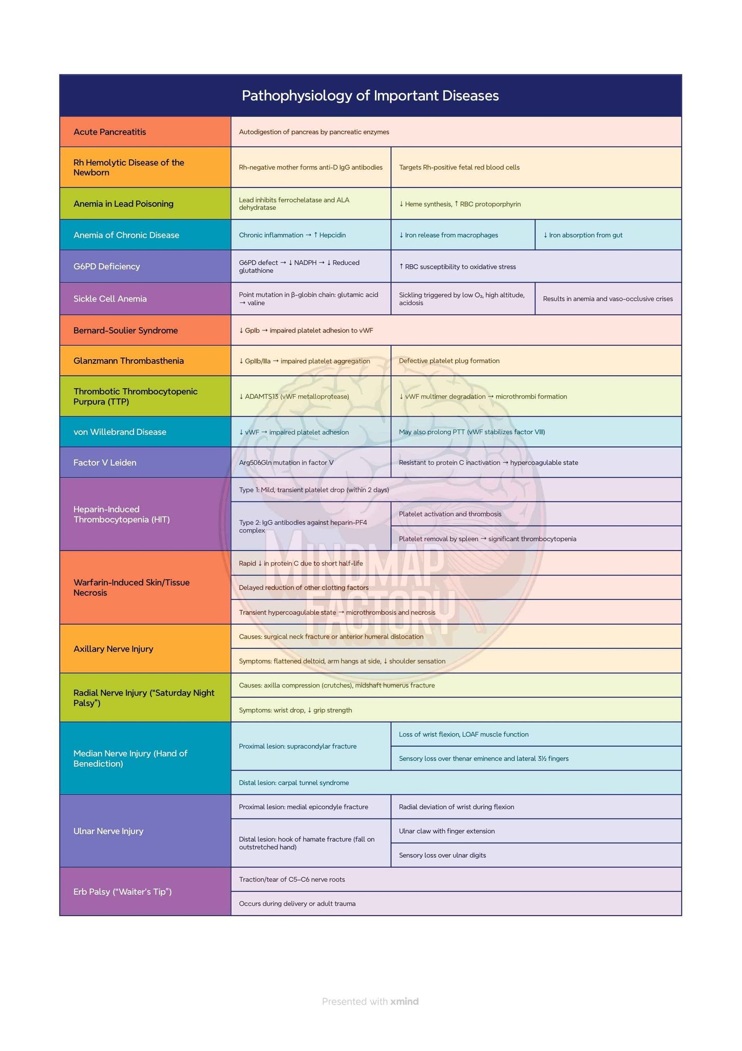 High Yield Pathology Review