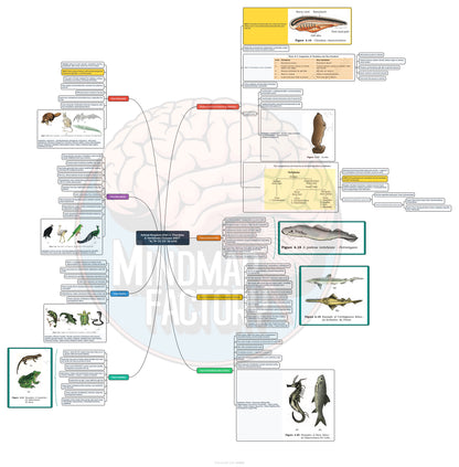 Biology Class 11 NCERT Mindmap