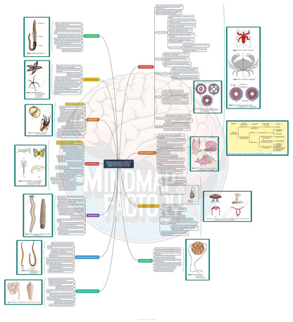 Biology Class 11 NCERT Mindmap