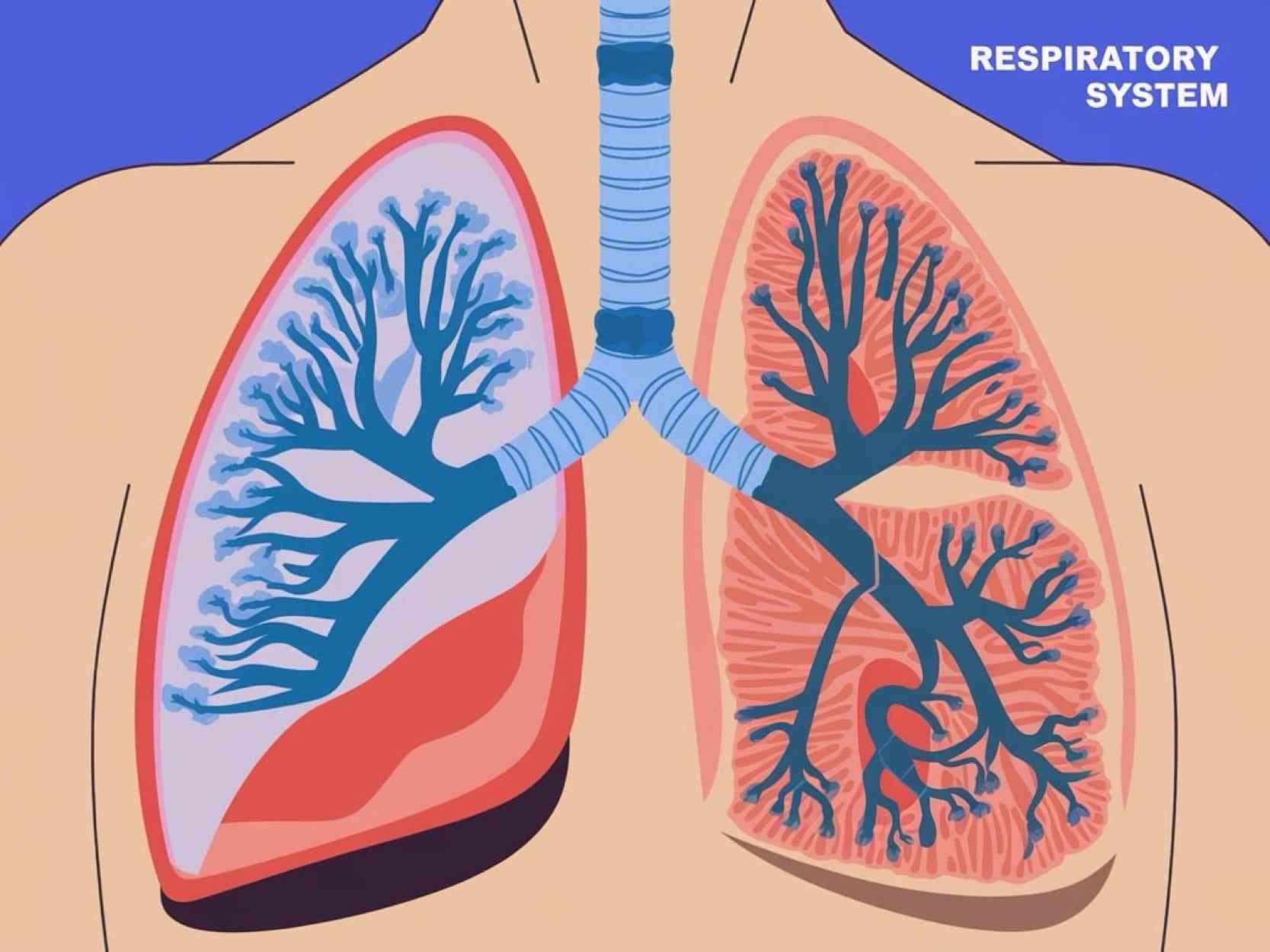 Integrated Respiratory System