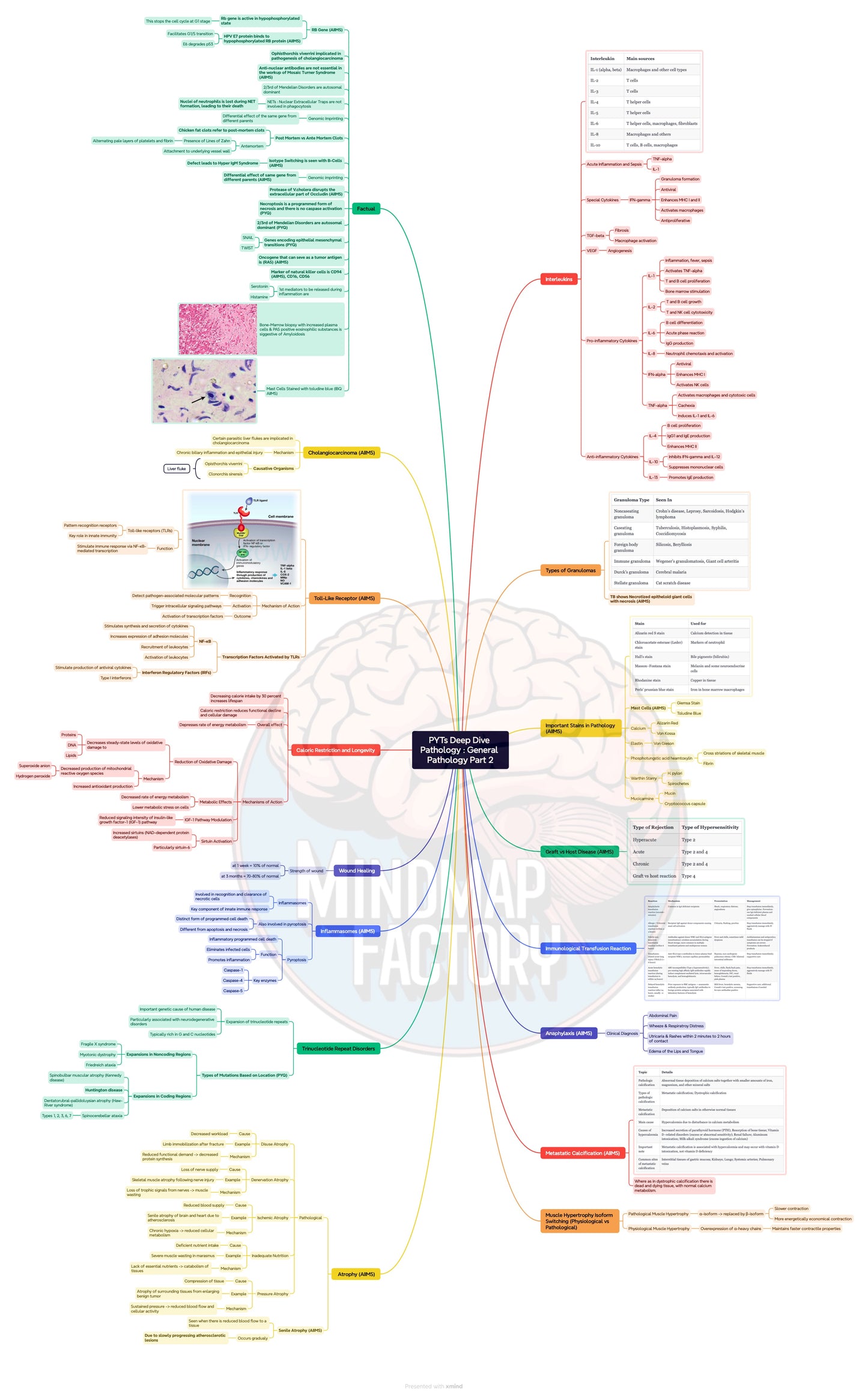 PYTs Deep Dive General Pathology