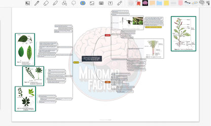 Biology Class 11 NCERT Mindmap